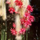 100 PCS Seeds Unique Cactus Cleistocactus Colademononis 100 PCS Seeds Unique Cactus Cleistocactus Colademononis