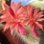 100 PCS Seeds Unique Cactus Cleistocactus Colademononis