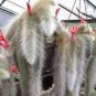 100 PCS Seeds Unique Cactus Cleistocactus Colademononis