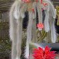 100 PCS Seeds Unique Cactus Cleistocactus Colademononis