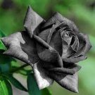 50 PCS Seeds Unique Chocolate Coffee Rose Flower 50 PCS Seeds Unique Chocolate Coffee Rose Flower