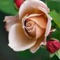 50 PCS Seeds Unique Chocolate Coffee Rose Flower