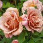50 PCS Seeds Unique Chocolate Coffee Rose Flower