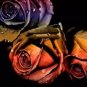 50 PCS Seeds Unique Chocolate Coffee Rose Flower