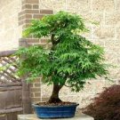 100 PCS Seeds Unique Mixed Colors Japanese Bonsai Potted