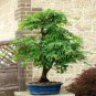 100 PCS Seeds Unique Mixed Colors Japanese Bonsai Potted