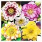 100 PCS Seeds Unique Mixed Colors Japanese Bonsai Potted