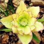 100 PCS Seeds Unique Mixed Colors Japanese Bonsai Potted