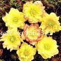 100 PCS Seeds Unique Mixed Colors Japanese Bonsai Potted
