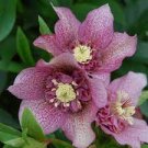 100 PCS Seeds Unique Mixed Colors Japanese Bonsai Potted Helleborus Flower Plant for Decorate Garden 100 PCS Seeds Unique Mixed Colors Japanese Bonsai Potted Helleborus Flower Plant for Decorate Garden