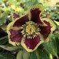 100 PCS Seeds Unique Mixed Colors Japanese Bonsai Potted Helleborus Flower Plant for Decorate Garden