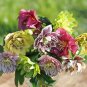 100 PCS Seeds Unique Mixed Colors Japanese Bonsai Potted Helleborus Flower Plant for Decorate Garden