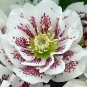 100 PCS Seeds Unique Mixed Colors Japanese Bonsai Potted Helleborus Flower Plant for Decorate Garden