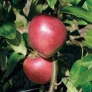 10 PCS Seeds Unusual Dwaft 'Weeping Wickson' Red Apple Tree Extraordinary Sweetness