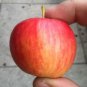 10 PCS Seeds Unusual Dwaft 'Weeping Wickson' Red Apple Tree Extraordinary Sweetness