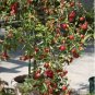 10 PCS Seeds Unusual Dwaft 'Weeping Wickson' Red Apple Tree Extraordinary Sweetness