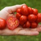 100 PCS Seeds Unusual Rare Heirloom Reisetomate Tomato 100 PCS Seeds Unusual Rare Heirloom Reisetomate Tomato