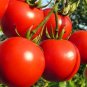 100 PCS Seeds Unusual Rare Heirloom Reisetomate Tomato
