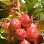 100 PCS Seeds Unusual Rare Heirloom Reisetomate Tomato Lycopersicon lycopersicum