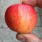 100 PCS Seeds Unusual Rare Heirloom Reisetomate Tomato Lycopersicon lycopersicum