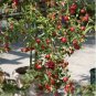 100 PCS Seeds Unusual Rare Heirloom Reisetomate Tomato Lycopersicon lycopersicum