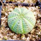 100 PCS Seeds uphorbia obesa Basketball Sea Urchin Bonsai