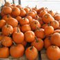 10 PCS Seeds USA Giant Pumpkin