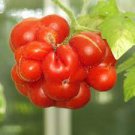 100 PCS Seeds Unusual Rare Heirloom Reisetomate Tomato Lycopersicon lycopersicum 100 PCS Seeds Unusual Rare Heirloom Reisetomate Tomato Lycopersicon lycopersicum