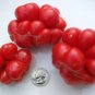 100 PCS Seeds Unusual Rare Heirloom Reisetomate Tomato Lycopersicon lycopersicum