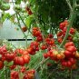 100 PCS Seeds Unusual Rare Heirloom Reisetomate Tomato Lycopersicon lycopersicum