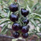 100 PCS Seeds USA Organic Indigo Rose Blue Tomato 100 PCS Seeds USA Organic Indigo Rose Blue Tomato