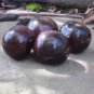 100 PCS Seeds USA Organic Indigo Rose Blue Tomato