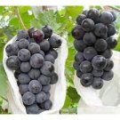 100 PCS Seeds Valiant Black Grape