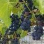 100 PCS Seeds Valiant Black Grape