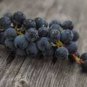 100 PCS Seeds Valiant Black Grape