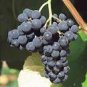 100 PCS Seeds Valiant Black Grape