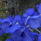 100 PCS Seeds Vanda