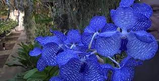 100 PCS Seeds Vanda