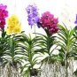 100 PCS Seeds Vanda