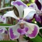 100 PCS Seeds Vanda