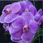 100 PCS Seeds Vanda