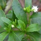 100 PCS Seeds Vanilla Stevia Seeds Green Color 100 PCS Seeds Vanilla Stevia Seeds Green Color