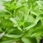 100 PCS Seeds Vanilla Stevia Seeds Green Color