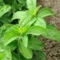100 PCS Seeds Vanilla Stevia Seeds Green Color