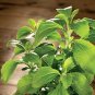100 PCS Seeds Vanilla Stevia Seeds Green Color