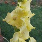 3 PCS Seeds Vaniot Houtt Flower Gladiolus