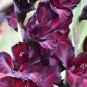 3 PCS Seeds Vaniot Houtt Flower Gladiolus