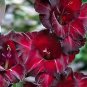 3 PCS Seeds Vaniot Houtt Flower Gladiolus