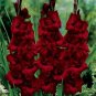 3 PCS Seeds Vaniot Houtt Flower Gladiolus