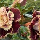 2 PCS Seeds Variegated Adenium Obesum Golden Pink Desert Rose Flowers 2 PCS Seeds Variegated Adenium Obesum Golden Pink Desert Rose Flowers